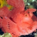 rhinopias_paddleflap_kbraerpr3_h_0231_sul7081.jpg